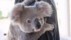 Zvířata, která se tváří mile, ale představují reálné riziko