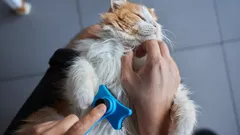 Praktické rady, jak omezit chlupy od kočky v domácnosti