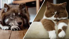 Jak vybrat mazlíčka, když trávíte hodně času mimo domov