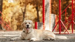 Proč pes venku neposlouchá a jak to změnit díky správné výchově