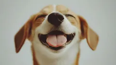 Skutečný význam psích úsměvů