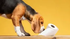 Proč psi dlouze vybírají místo ke kakání a co to o nich vypovídá