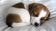 Co se děje v hlavě psa, když spí: Fascinující svět psích snů