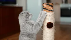 Kam umístit škrabadlo, aby ho kočka opravdu používala