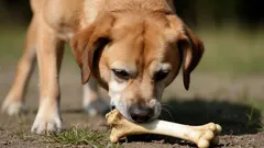 Kosti pro psy: které jsou bezpečné a kterým se raději vyhnout