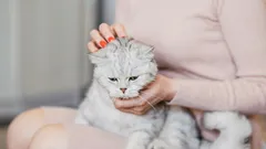 Proč kočka lehne právě na bolavé místo: Fascinující tajemství kočičí blízkosti