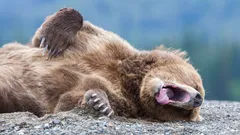 Největší rekordmani v hibernaci: Která zvířata spí nejdéle