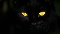 Jak kočky vidí ve tmě: tajemství nočního vidění zvířat